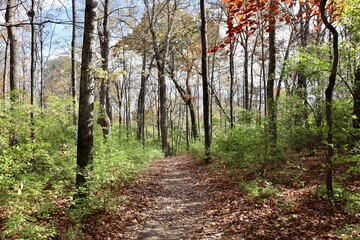 Obraz premium The autumn hike in the woods on a sunny day.