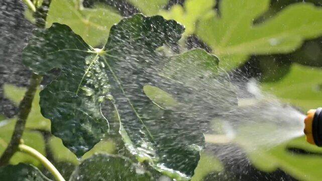 Close-up of a fig leaf being sprayed with water in bright sunlight