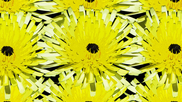 Flores de crisantemo o gerbera, ilustraci&oacute;n fondo de pantallas con flores amarillas
