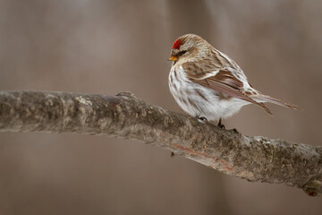 A common redpoll standing on a branch