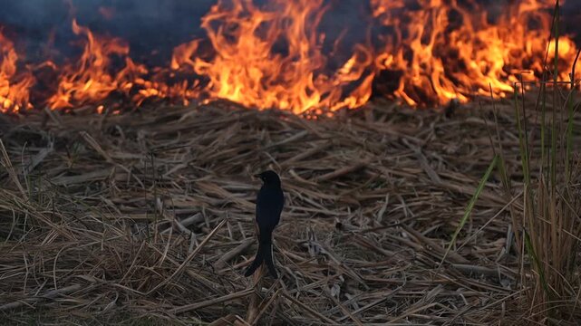 silhouette of a black drongo sitting on a tall grass waiting for food against wild fire flames in a dramatic landscape slow-motion