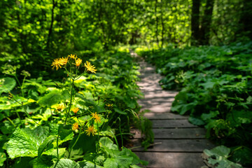 Wild yellow flowers along wooden path in green forest on Pramenisko nature trail