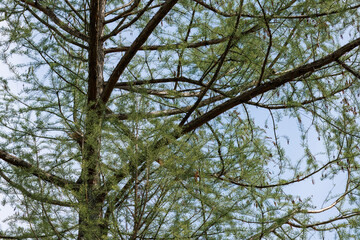 Fototapeta premium Feathery conifer branches against sky at Mainau Island