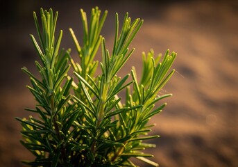 A vibrant close up of aromatic rosemary herb sprigs flourishing under the intense golden light of a Mediterranean summer afternoon, sprig, stem, summer