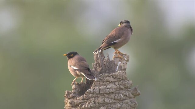 Video of two common Myna's are perched on a tree branch. Both Birds are relaxing in the winder with sun heat. Video has a peaceful and calm mood
