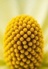 Detailed macro photograph showcasing vibrant yellow pollen grains clustered densely on the anther of a delicate spring flower in bright daylight, fresh, yellow, flower