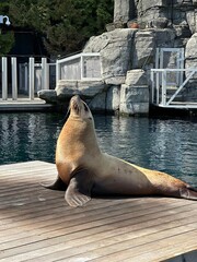 Fototapeta premium Sun-Drenched Seal Basking on a Rustic Wooden Pier