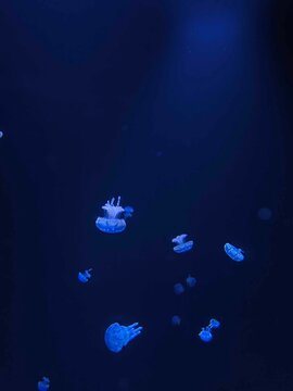 jellyfish in the underwater world in the aquarium