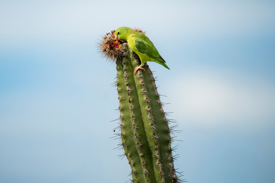 Parrot perched on cactus in Tatacoa Desert, Colombia
