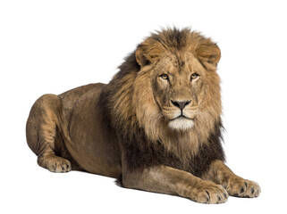 Obraz premium African lion lying down and looking at camera isolated on transparent background (PNG)