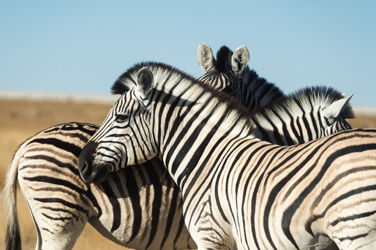 Zebras in Etosha National Park, Namibia
