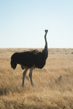 Ostrich in the golden savanna of Etosha National Park