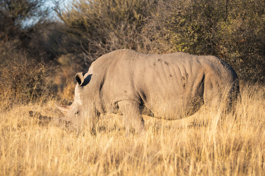 Majestic rhinoceros in the wild of Etosha National Park