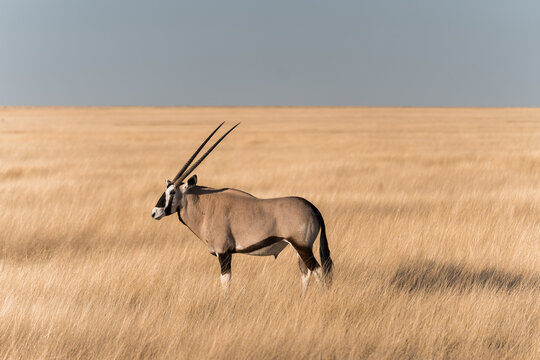 Graceful oryx in the serene landscapes of Etosha
