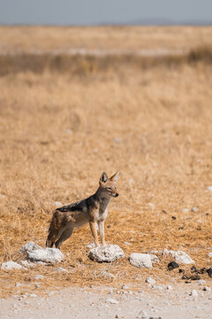 Lone jackal in Etosha National Park, Namibia's wildlife haven