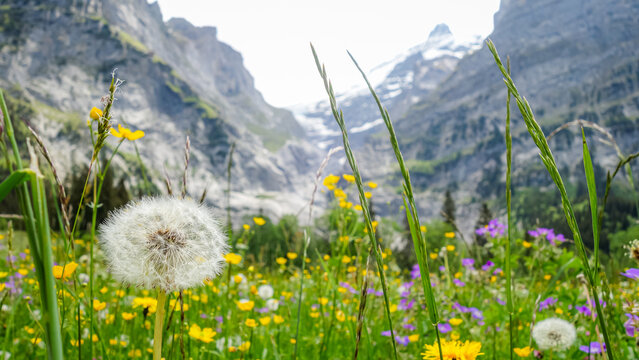 Alpine meadow in spring at Oeschinen, Switzerland