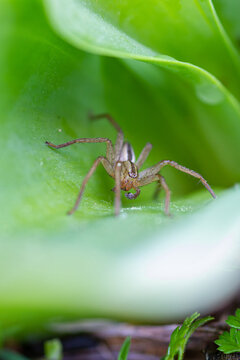 Close-up of a wolf spider on vibrant green leaf