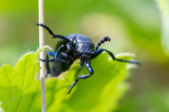Blaps lusitanica beetle on green leaf