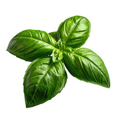 Fototapeta premium Fresh, vibrant basil sprig with large, smooth, glossy leaves against a black background