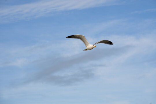 Seagull soaring gracefully across a blue sky