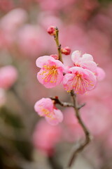 Obraz premium 日本の梅