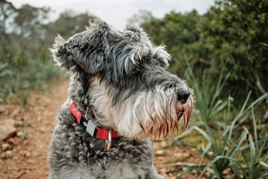 Schnauzer dog wearing red collar looking away outdoors