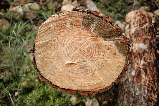 Freshly cut tree stump showing annual growth rings