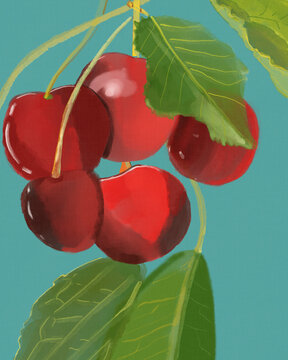 Illustration of ripe cherries on branches
