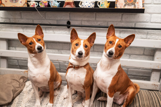 Group portrait of three charming basenji dogs indoors