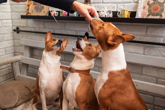 Feeding time for attentive Basenjis