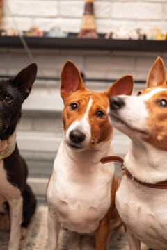 Trio of expressive basenjis posing indoors