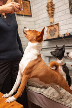 Basenji dog stands up in anticipation indoors