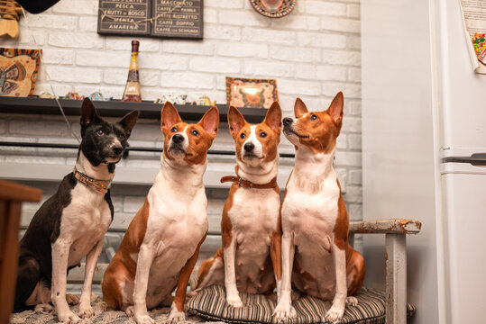 Group portrait of four attentive Basenji dogs indoors