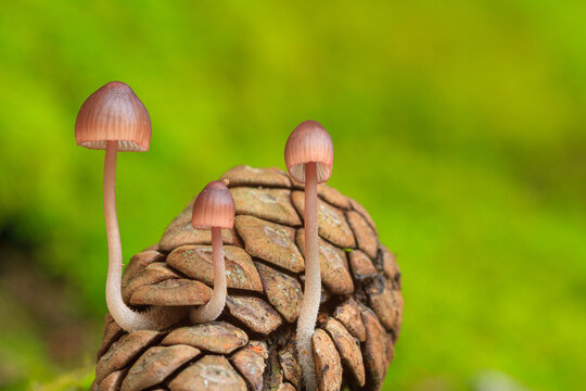 Macro view of small mushrooms on pine cone