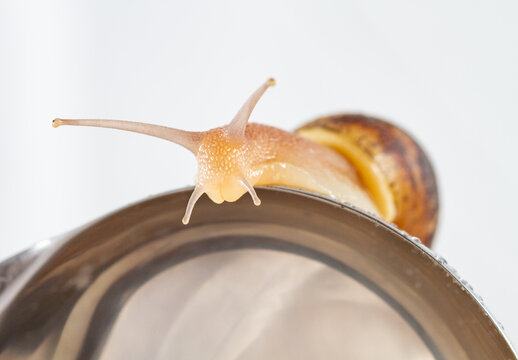 Snail exploring edge of metal container