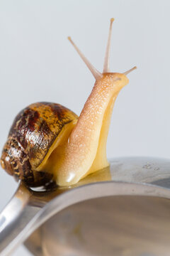 Snail on a silver spoon close-up