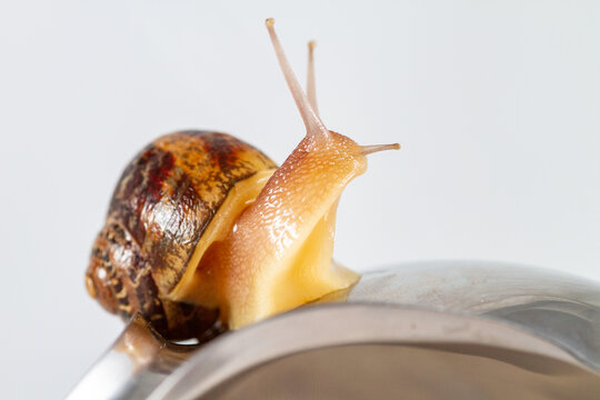 Snail crawling on a metallic surface
