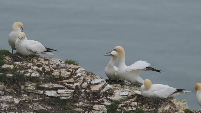Northern Gannet, Morus bassanus, birds colony on cliffs, Bempton Cliffs, North Yorkshire, England	
