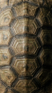 Turtle shell texture with hexagon pattern