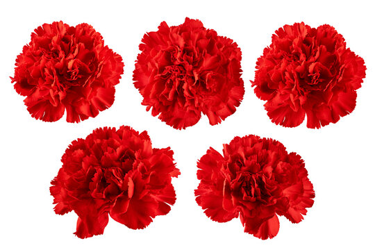 Red Carnation, isolated, full depth of field