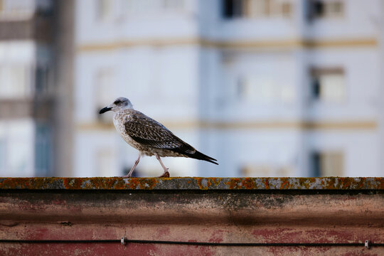 Seagull perched on an urban rooftop edge