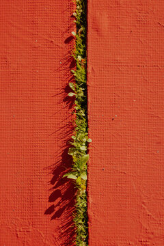 Grass growing between vibrant red textured tiles