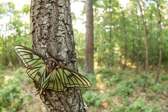 Spanish moon moth on tree trunk in forest habitat