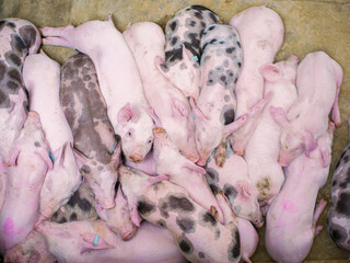 Group of piglets sleeping on a farm. Image associated with animal welfare, rest, pig breeding, and agricultural environment. © javier