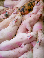 Group of piglets sleeping on a farm. Image associated with animal welfare, rest, pig breeding, and agricultural environment. © javier