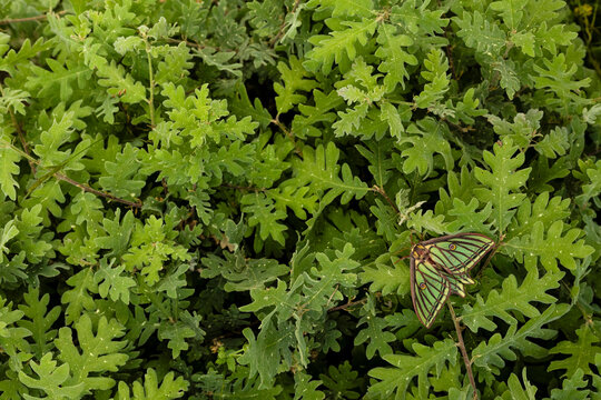 Spanish moon moth resting on green leaves