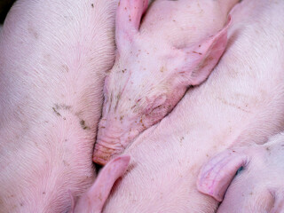 Group of piglets sleeping on a farm. Image associated with animal welfare, rest, pig breeding, and agricultural environment. © javier