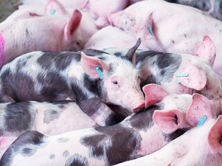 Group of piglets sleeping on a farm. Image associated with animal welfare, rest, pig breeding, and agricultural environment. © javier