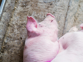 Group of piglets sleeping on a farm. Image associated with animal welfare, rest, pig breeding, and agricultural environment. © javier