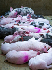 Group of piglets sleeping on a farm. Image associated with animal welfare, rest, pig breeding, and agricultural environment. © javier